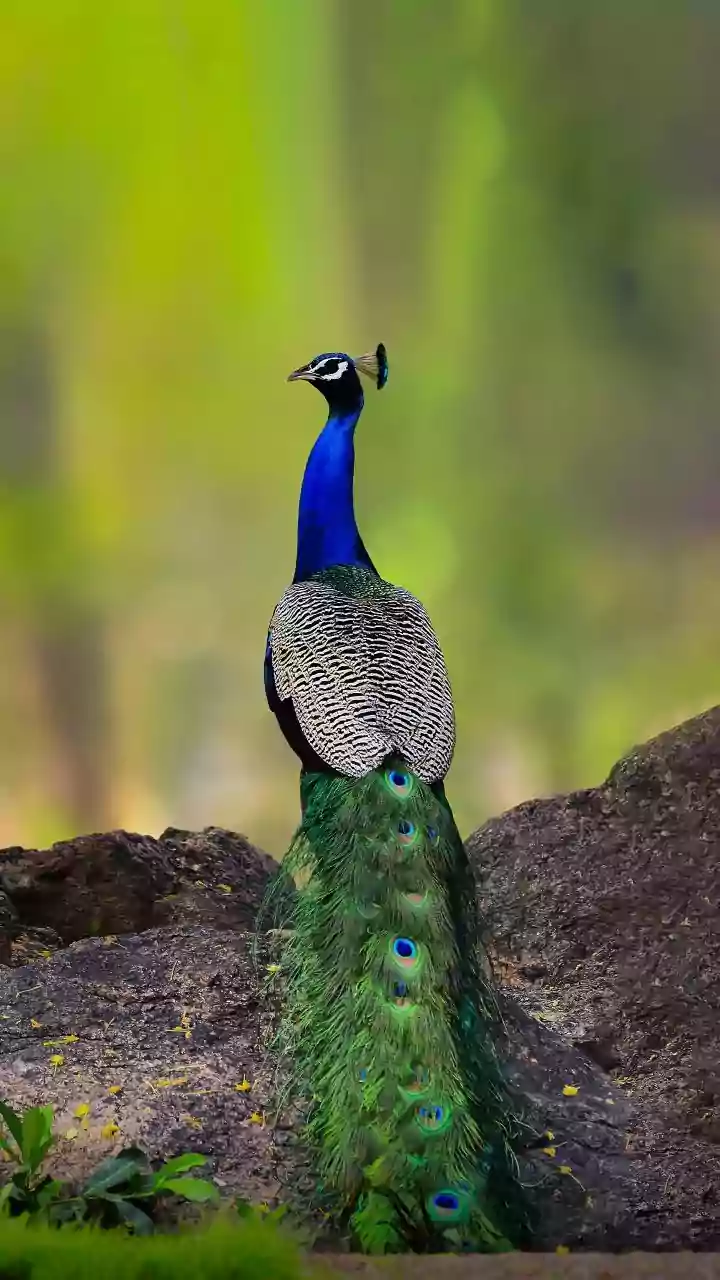 H5N1 Bird Flu Detected In Peacocks In Karnataka; Surveillance Intensified Across 38 Villages