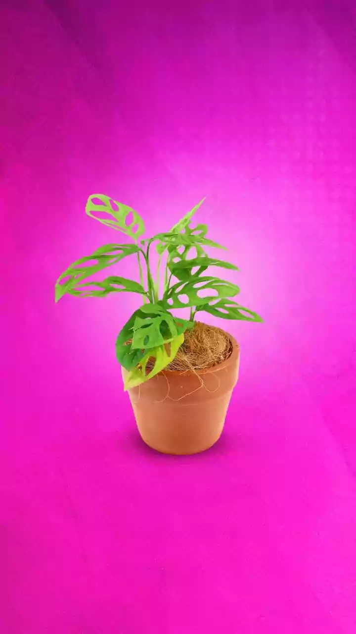 Houseplant Repotting Needs the Right Soil as Well as Container