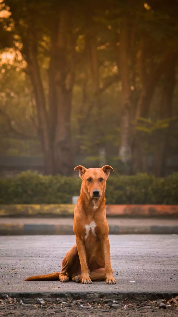 Six-year-old Thane girl dies month after dog bite