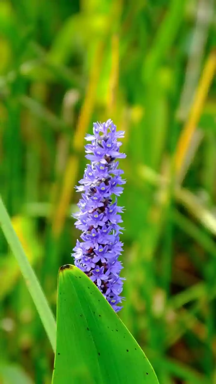 Neelakurinji Rules Explained: The Flower, the Fine and Responsible Travel