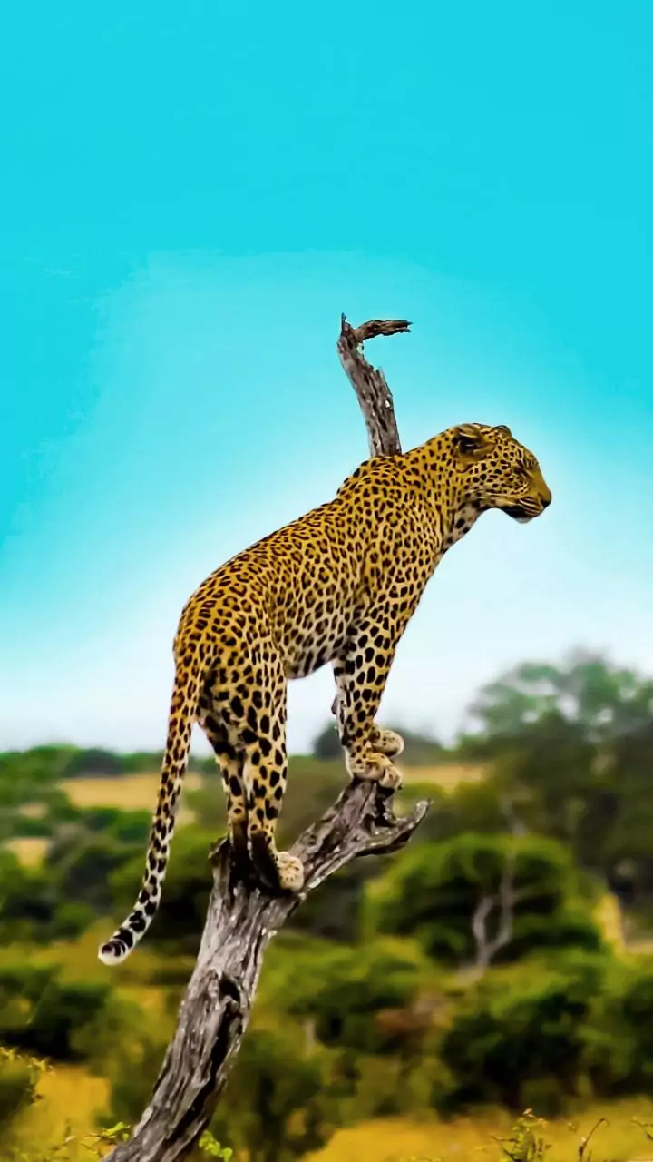 Leopard kills 1, injures 5 in Himachal Pradesh's Mandi