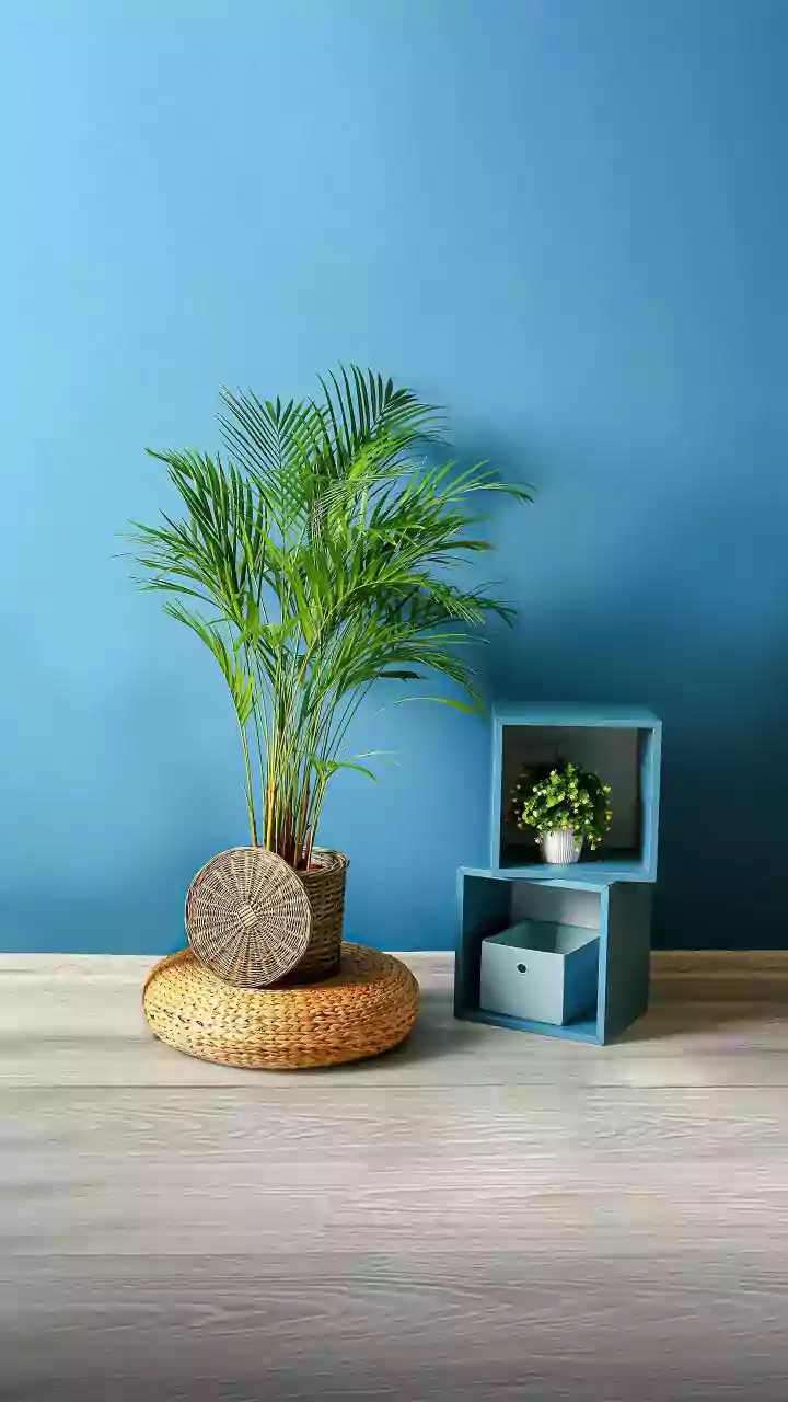 Compact Apartments Are Encouraging Smarter Furniture Buying Decisions