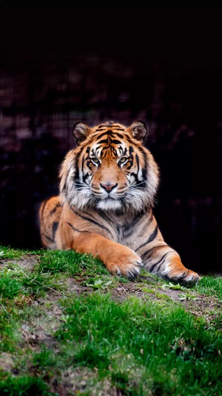 Goa Tiger Reserve: Panel Meets Stakeholders