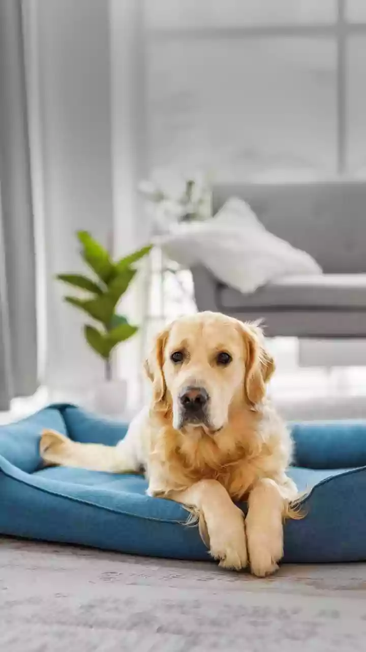 Pet Households Need a Drying Plan as Well as a Cleaning Plan