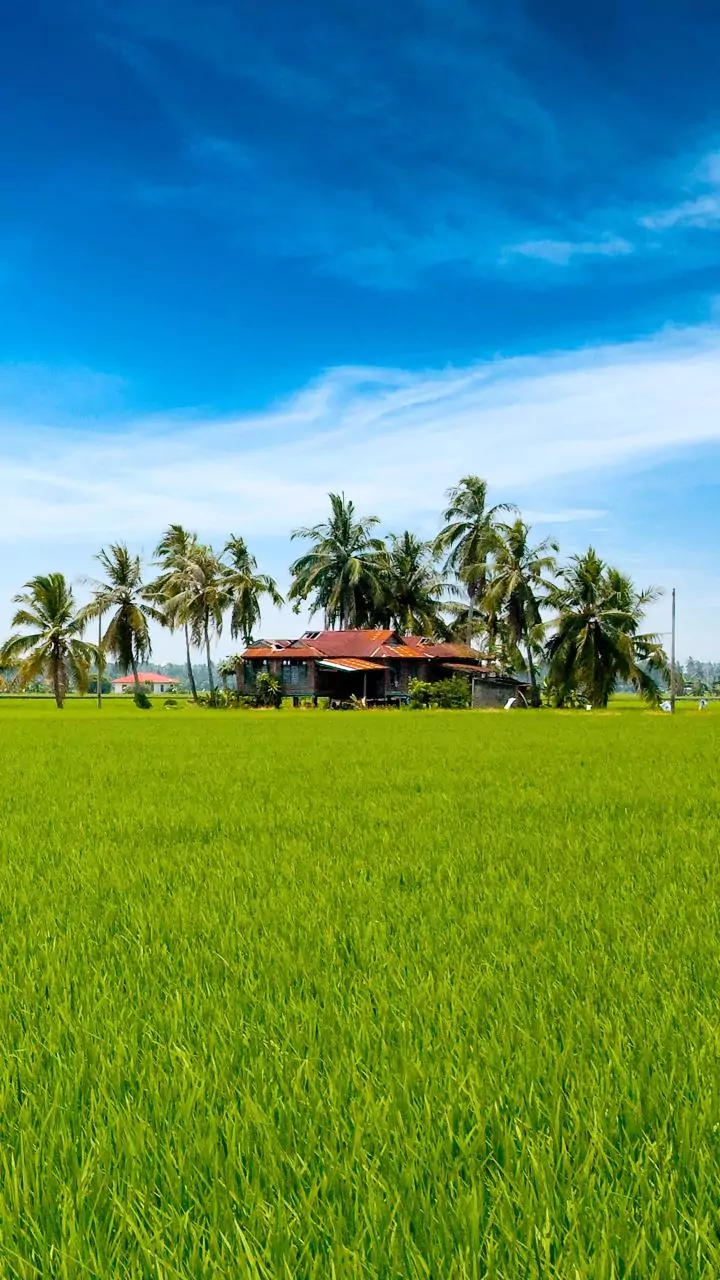 Kerala govt to consider compensating paddy mill owners for OTR related loss in 2022-23: CM