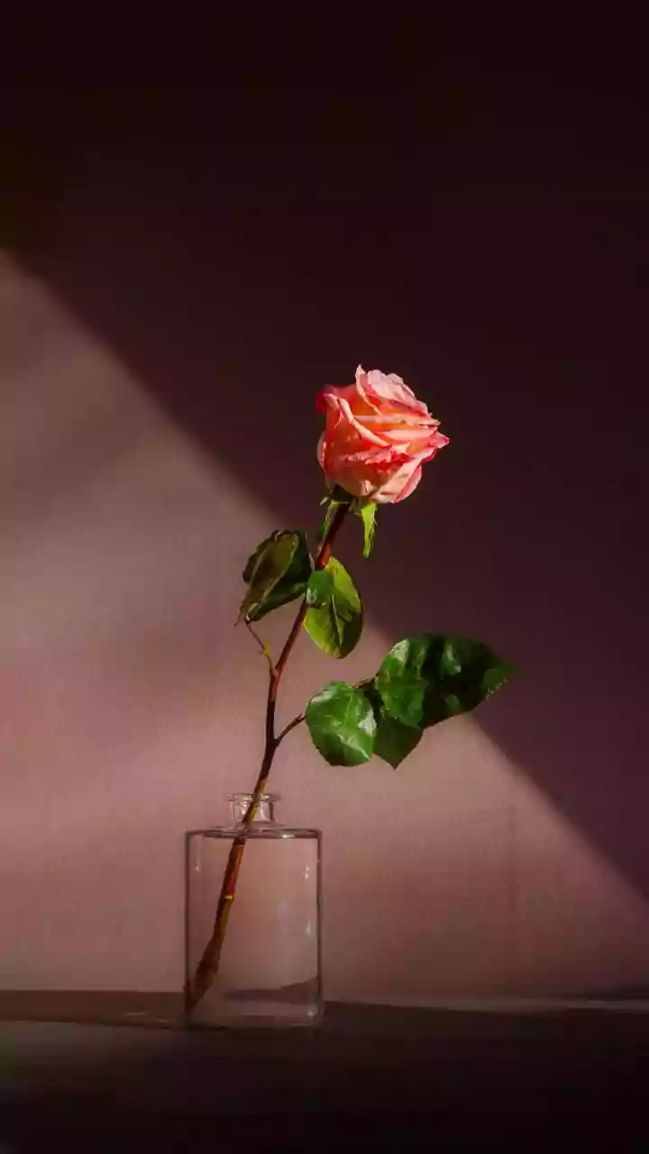 Express Your Love This Rose Day: Heartfelt Wishes & Messages for Your Partner