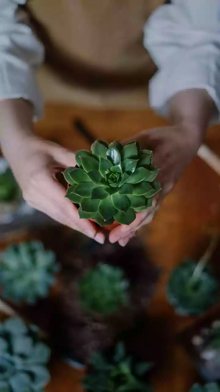 Pruning succulents: 5 must-know tips