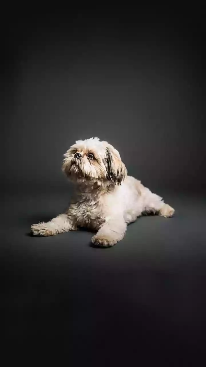 Pet Services Should Train Staff for Behaviour, Handling and Emergencies