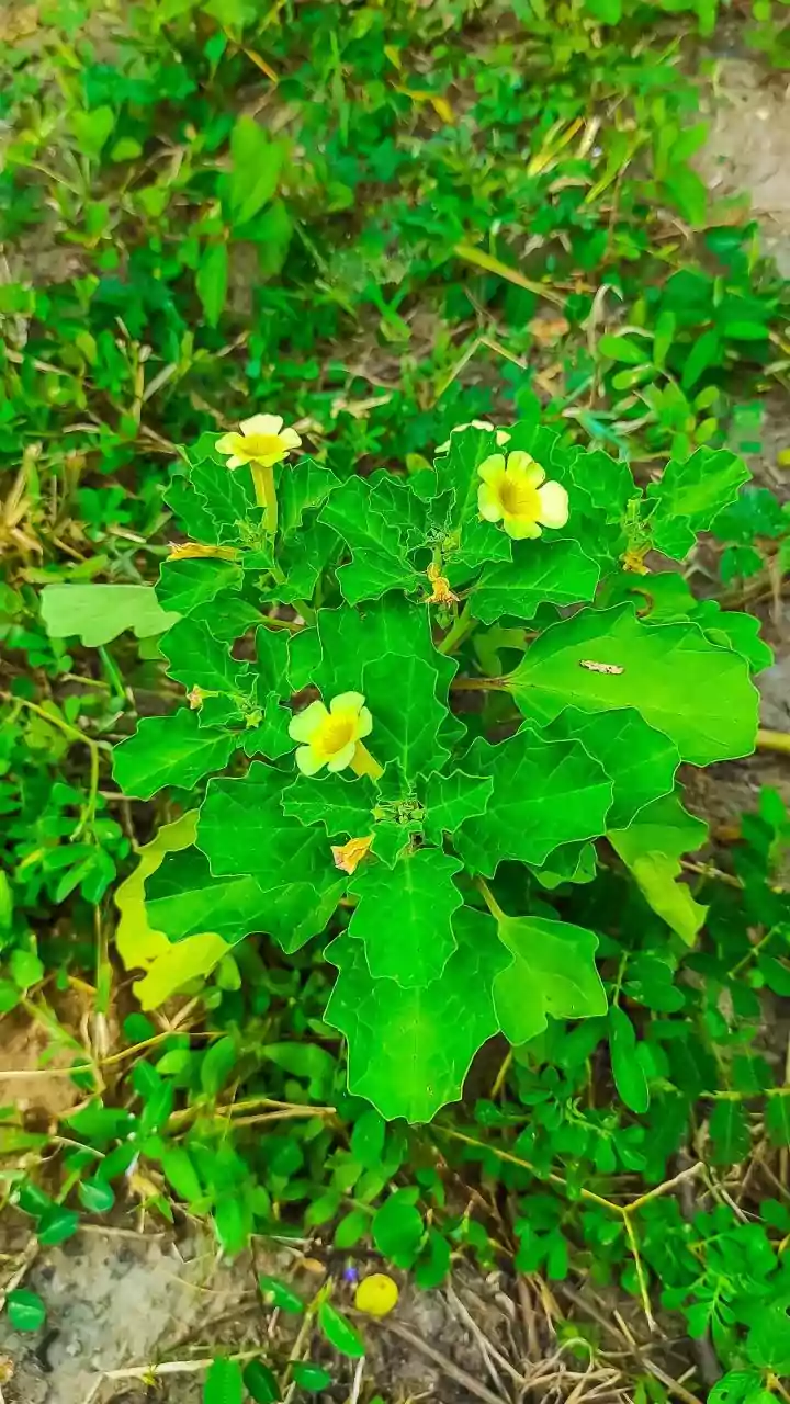 African Horned Cucumber (Voandzou): A Nutritious & Resilient Crop for Food Security