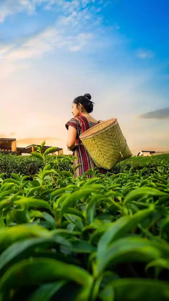 What Impact Proposed Pesticide Rules Could Have On Indian Tea Quality Assurance
