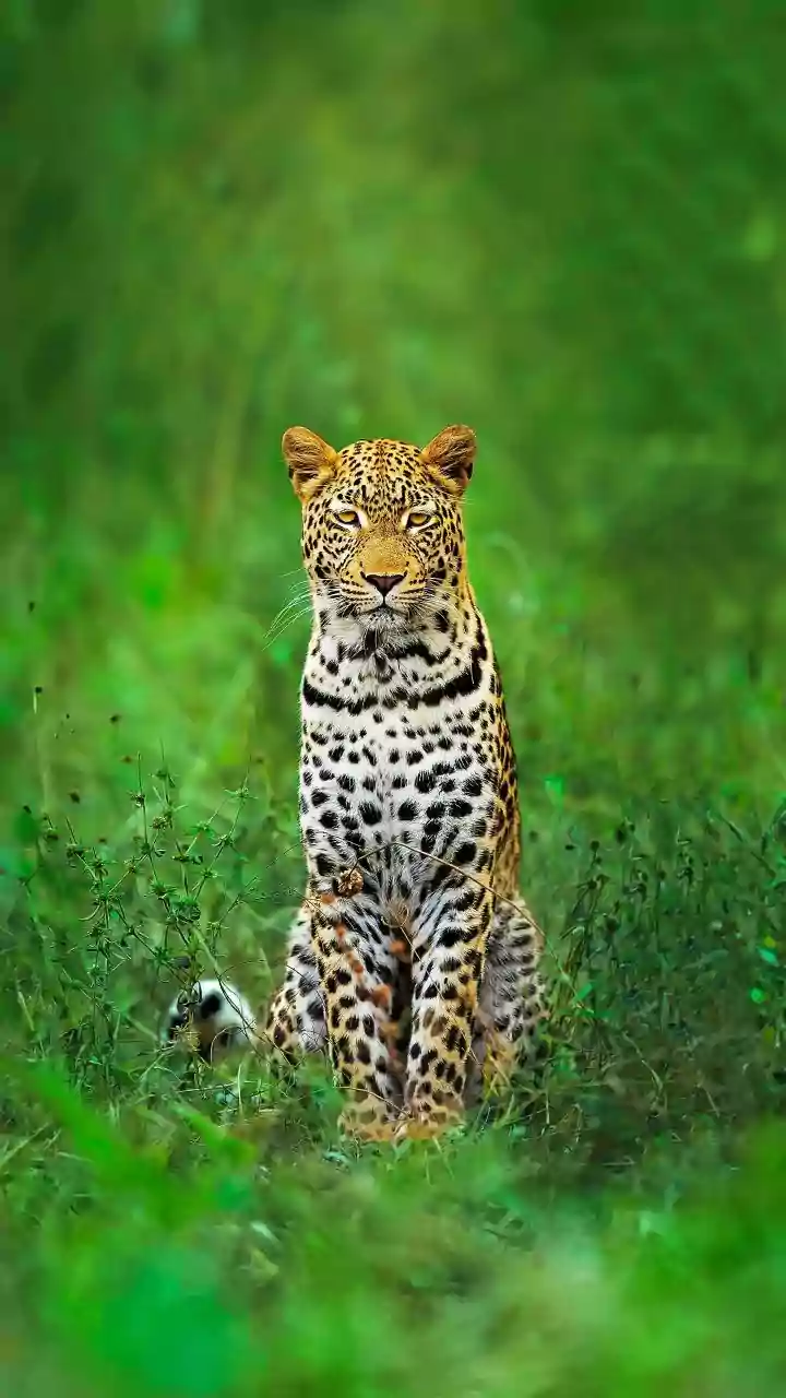 International Leopard Day: Unveiling 6 Astonishing Facts About These Elusive Big Cats