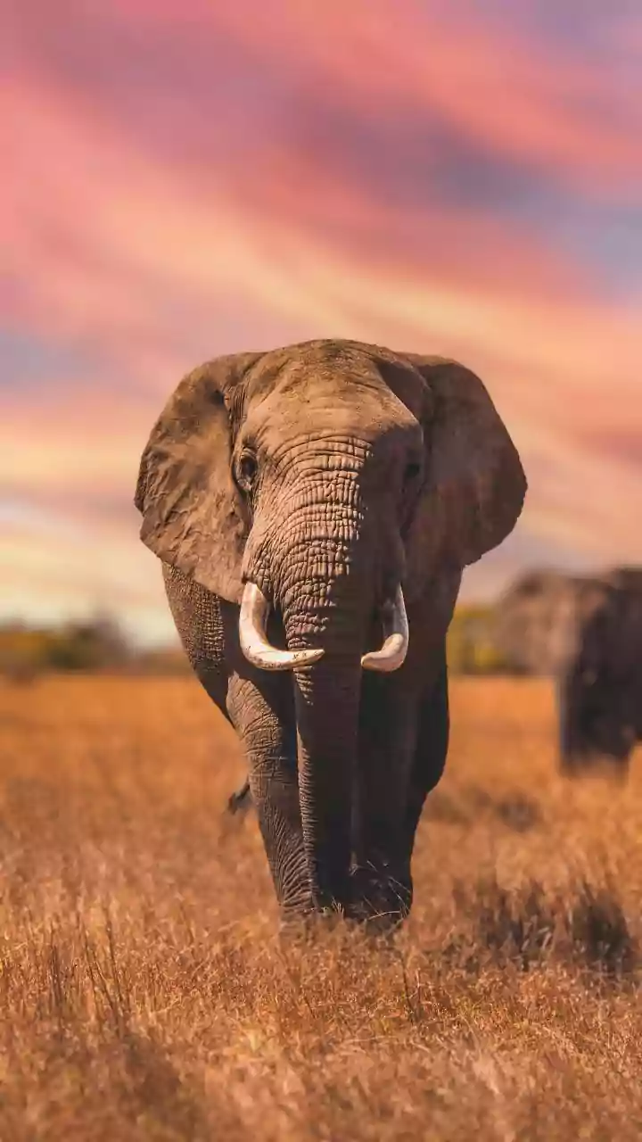 Why Is ‘Elephant’ Trending On Google Trends Today? Viral