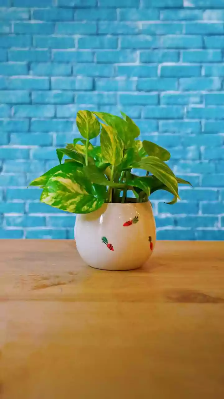 A Pot with Drainage Holes Is Central to Safer Repotting