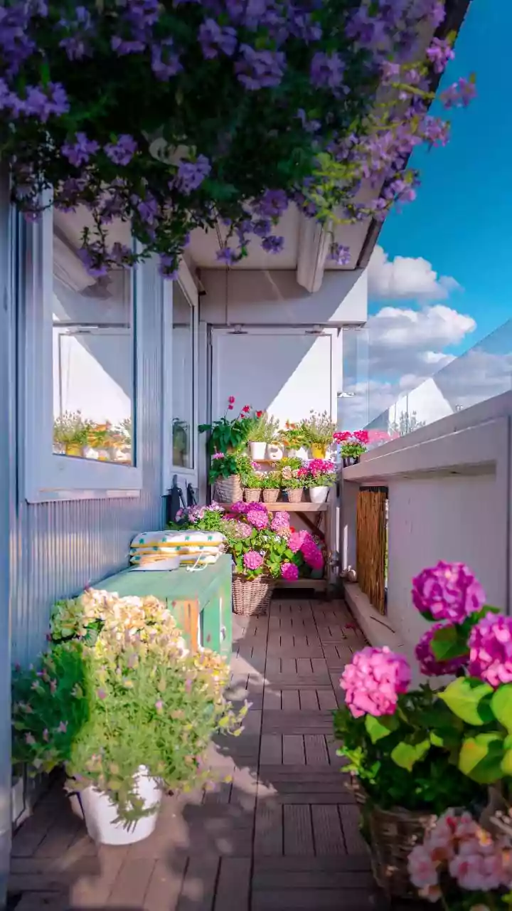 One side thriving, other not? Sun direction matters more than watering for plants