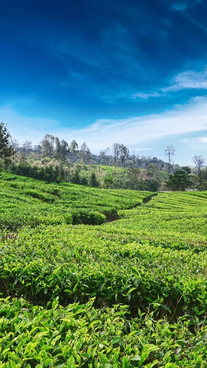 Coorg coffee estates host Tier 2 city remote workers seeking green off season views