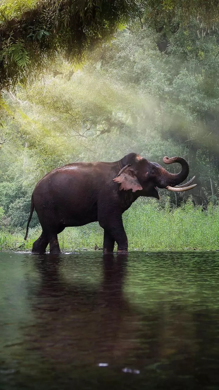 Rampaging elephant kills 22 in Jharkhand