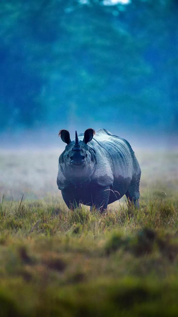 Two rhinos translocated from rescue centre to Kaziranga National Park