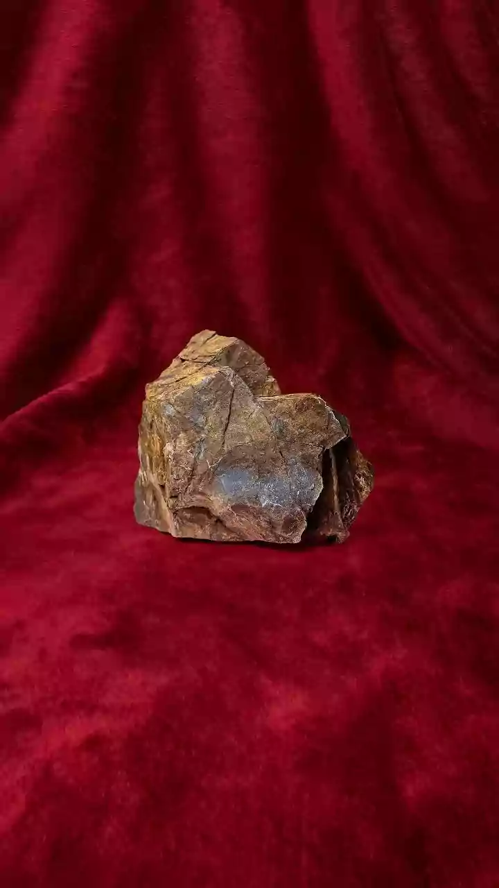 A 450-million-year-old Fossil Brings Reconstructing Ancient Animal Life into Everyday Decisions for Fossil and Science Readers