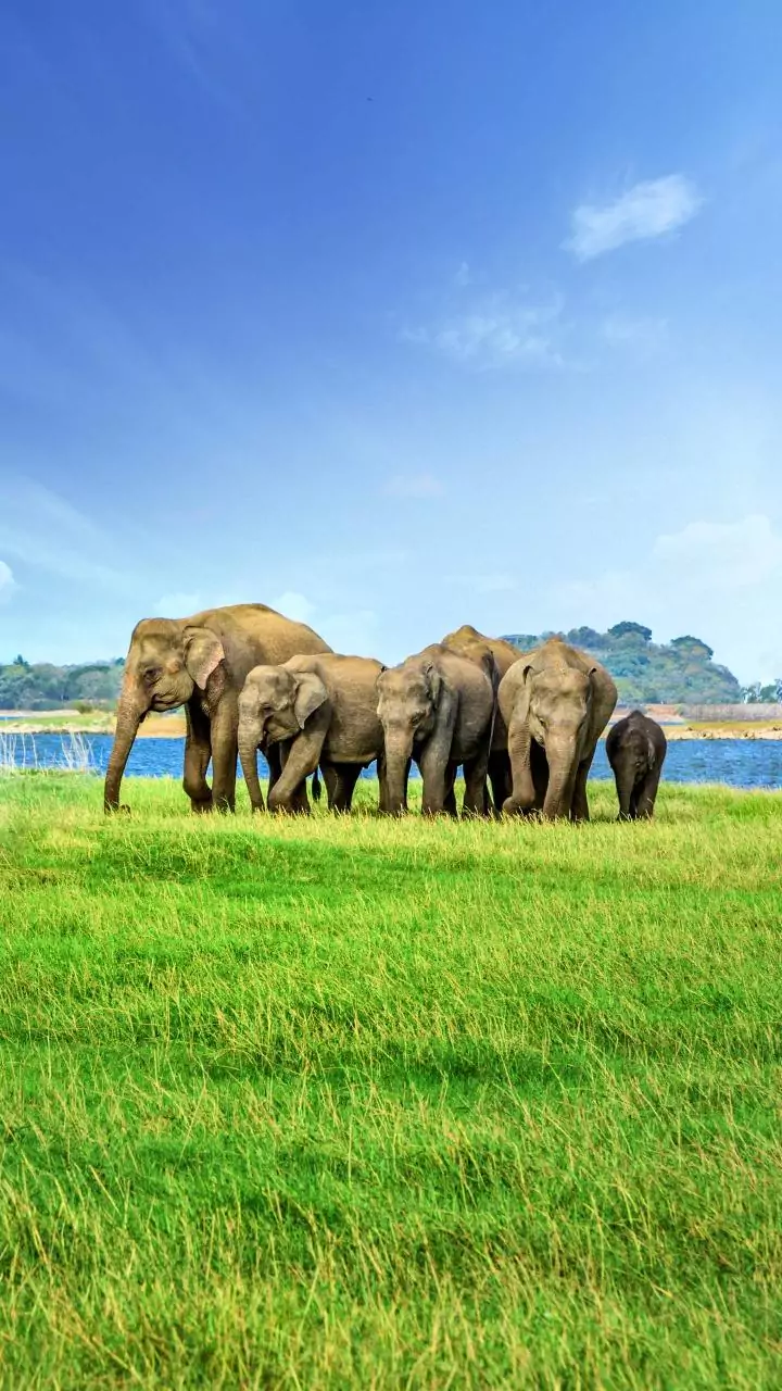 Rampaging elephant leaves 20 dead in Jharkhand villages