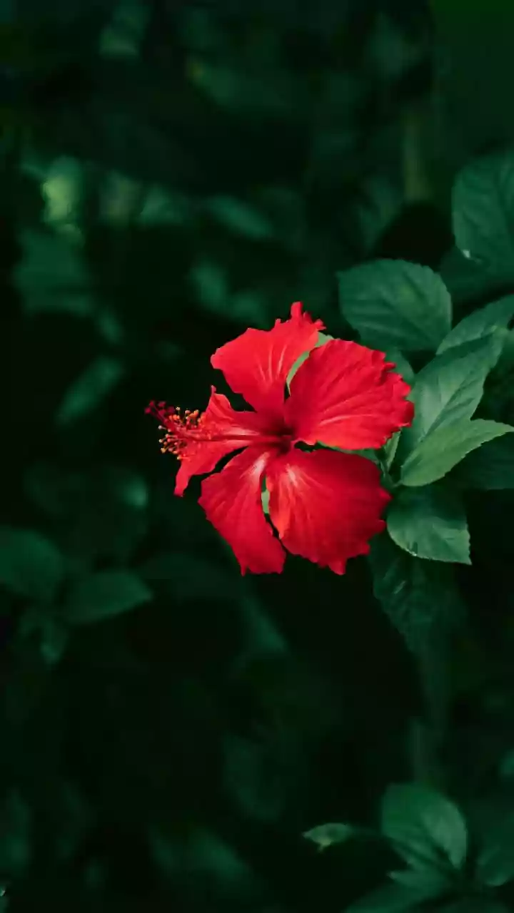 Supercharge Hibiscus Flowers Naturally Using Leftover Diluted Rice Water