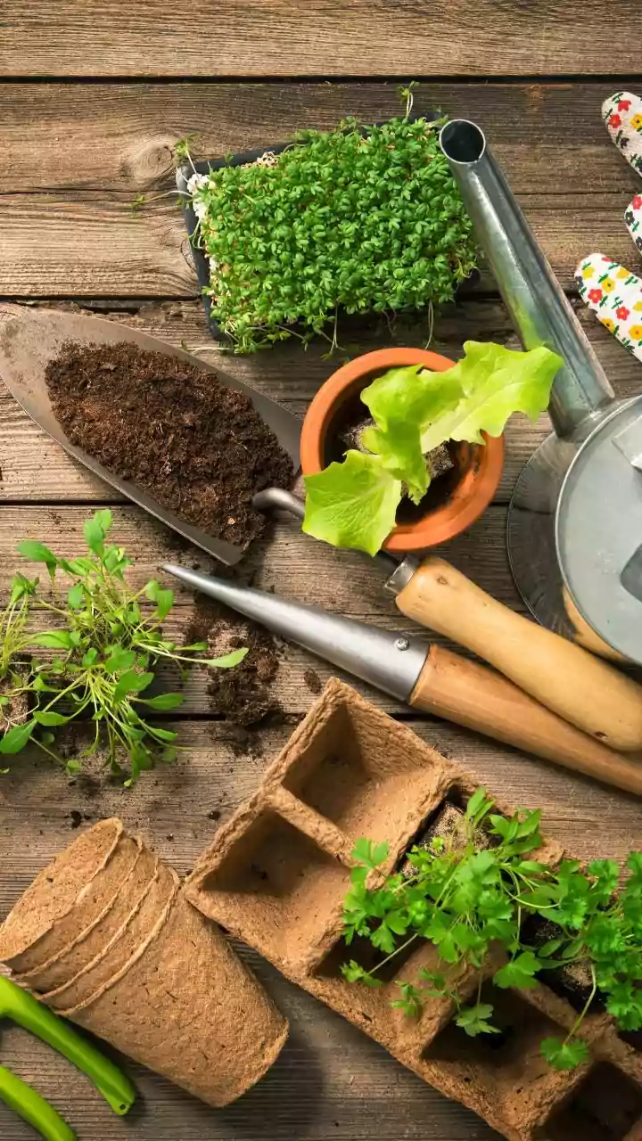 Monsoon Gardening Tips Make Balcony Herb Cultivation Easier Than Ever