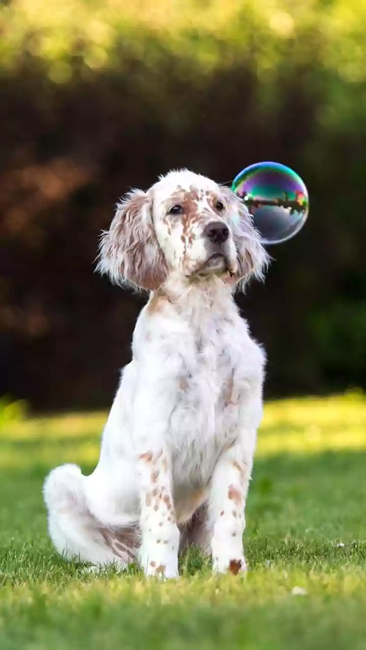 India's Growing Market Needs More Transparent Pet-Care Standards