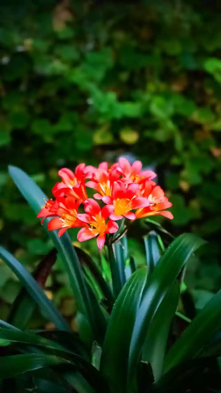 Vibrant Blooms of Indian Summers: A Guide to Summer's Most Resilient Flowers