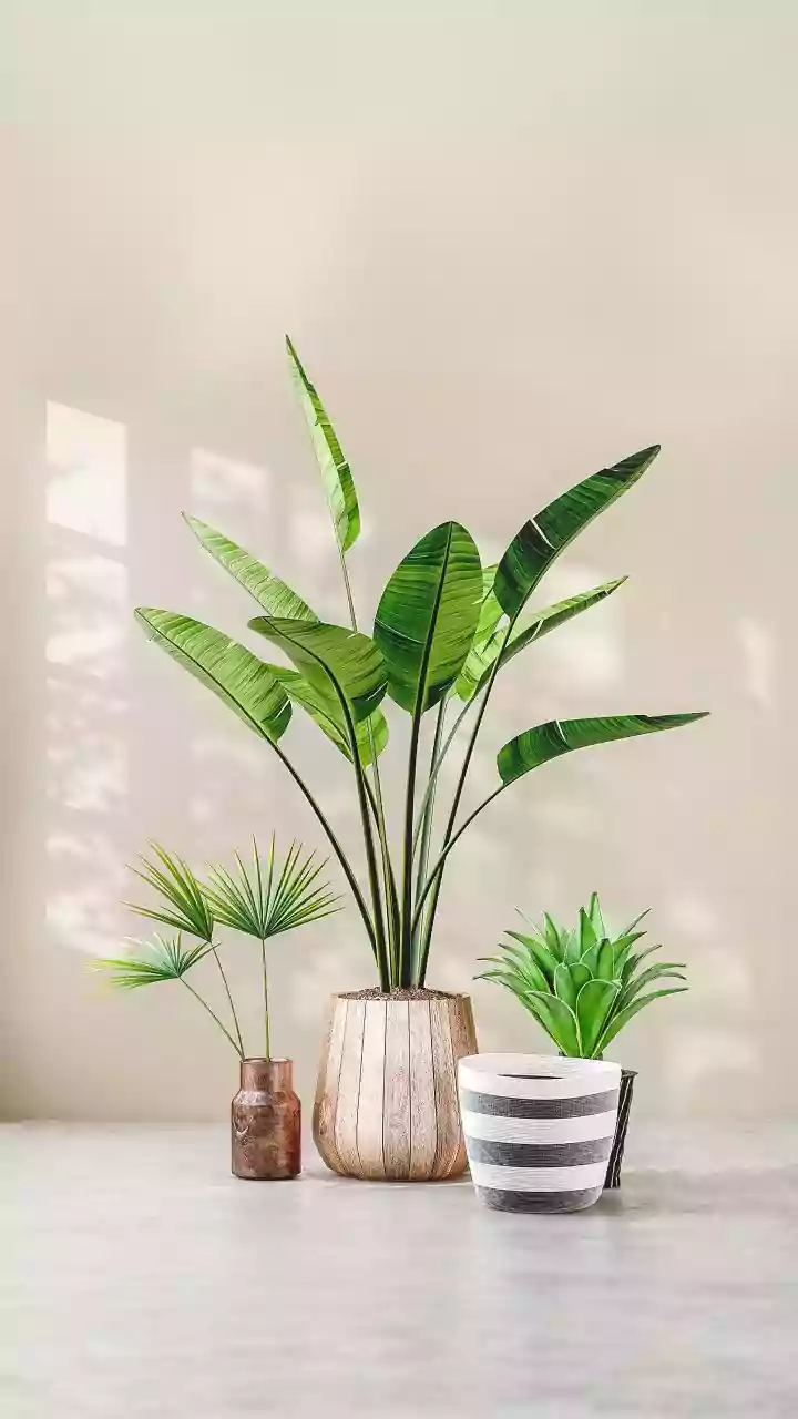 Debunking the Rock Myth: Why They Harm Your Potted Plants & What to Do Instead