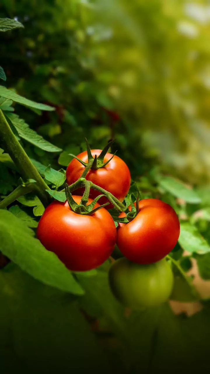 Cool humidity spoils tomatoes — easy trick keeps them fresh