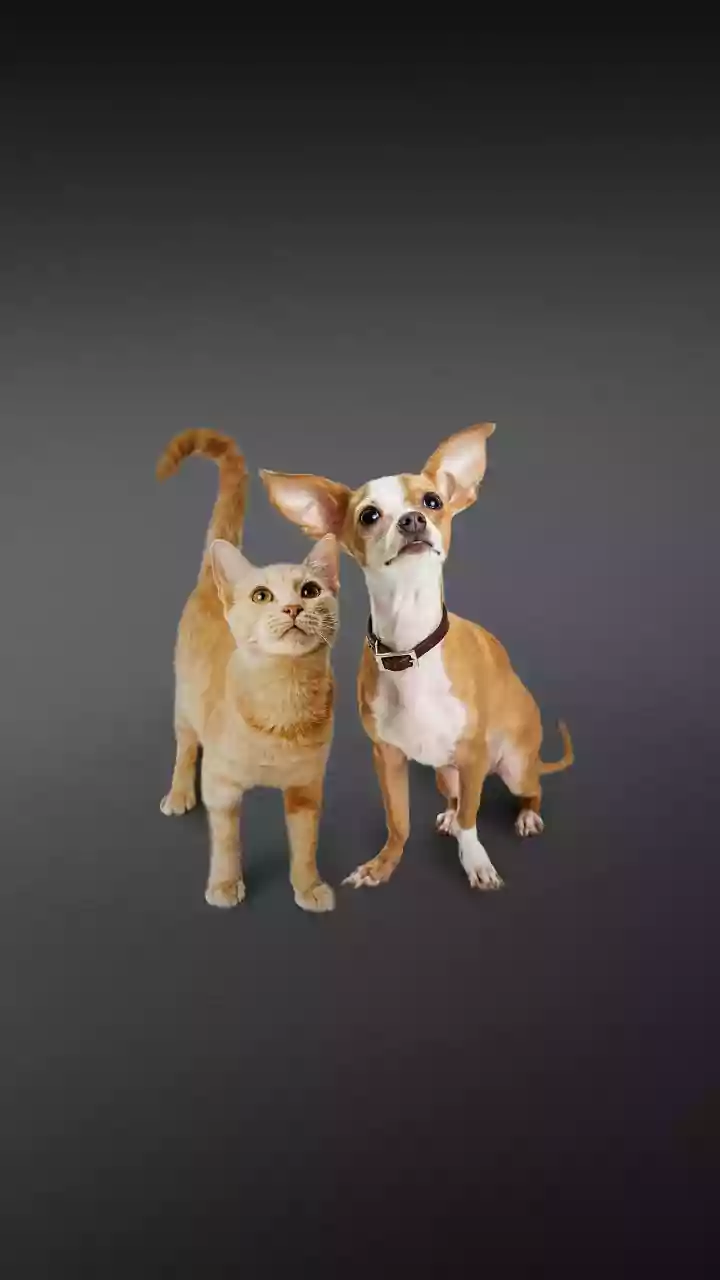 Pet Parents Are Upgrading From Generic Dog Food