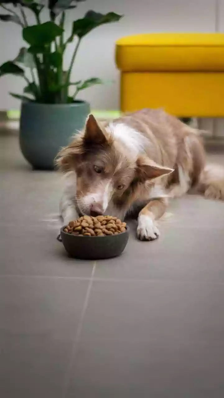 Hotels Are Wooing Travellers With Pet Perks