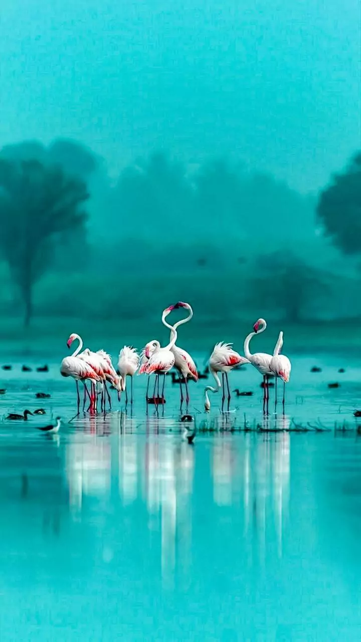 Rajasthan’s Sambhar Lake Turns Pink As Thousands Of Flamingos Arrive