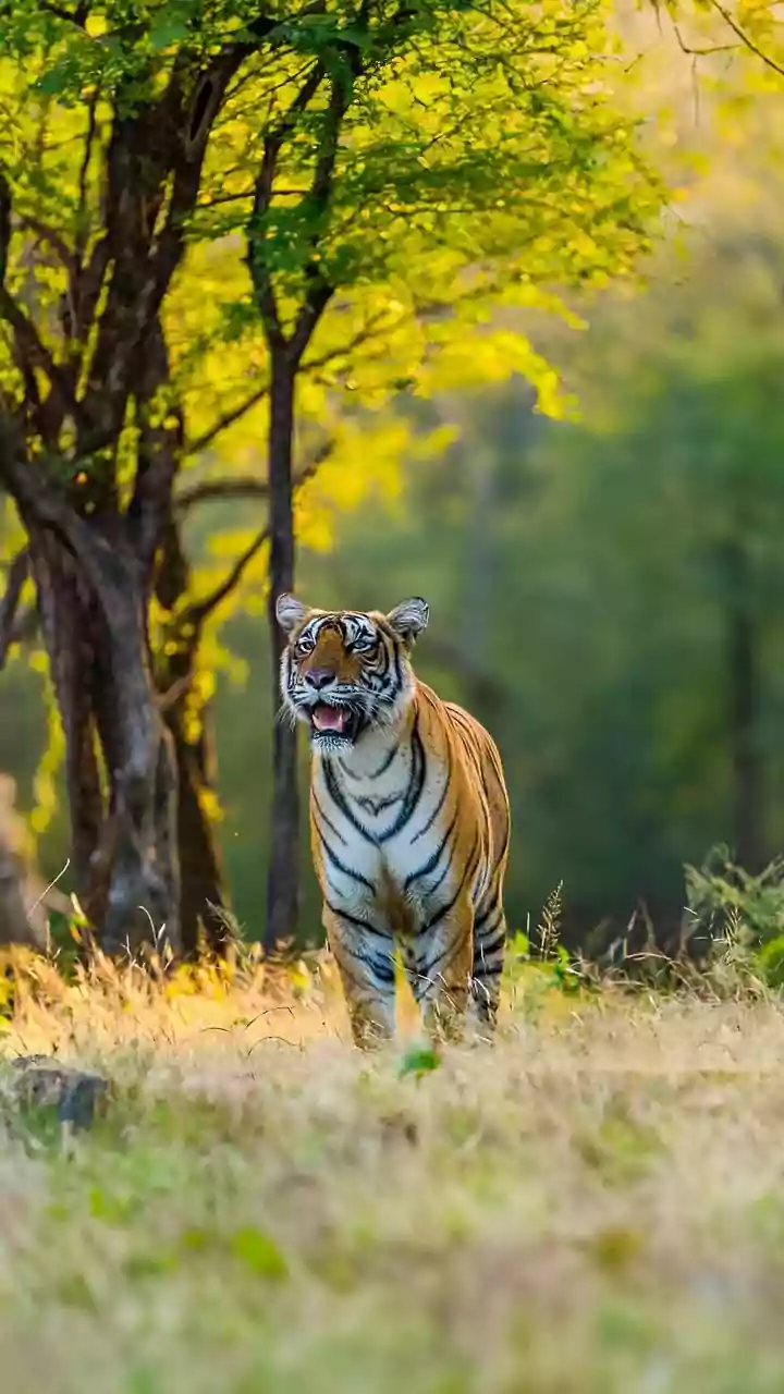 Maharashtra's Tiger Reserves Join IRCTC's All-Inclusive Vandarshan Programme