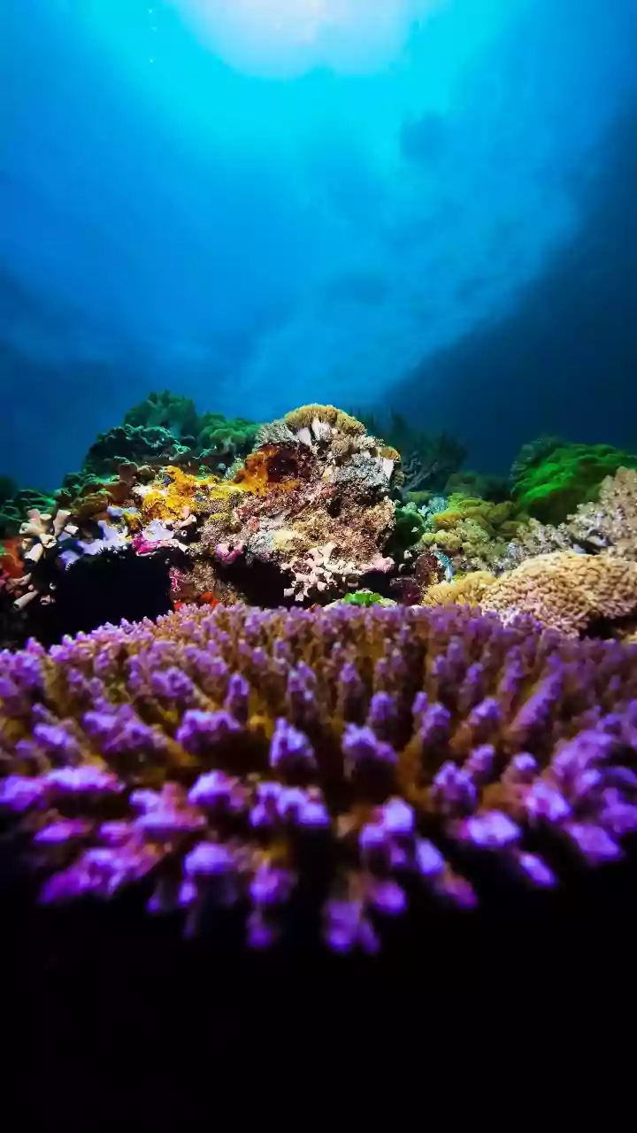 Why Thermal Tolerance Research Is The Secret To Protecting Marine Reefs From Warming