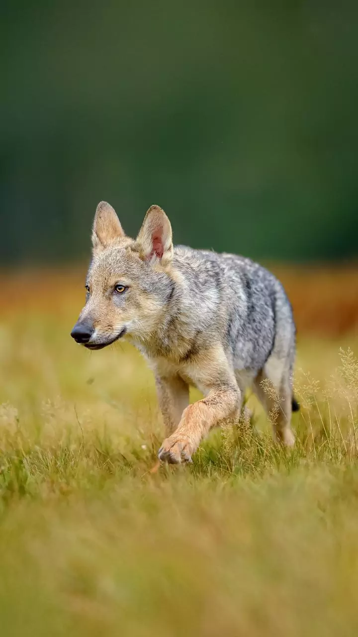 UP: Another suspected wolf attack in Bahraich, 15-month-old girl missing