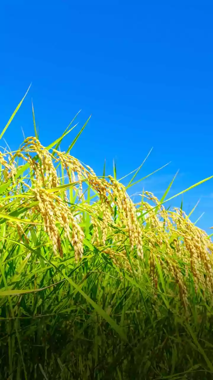 Telangana procures 71 lakh tons of paddy in kharif season, claims all time high