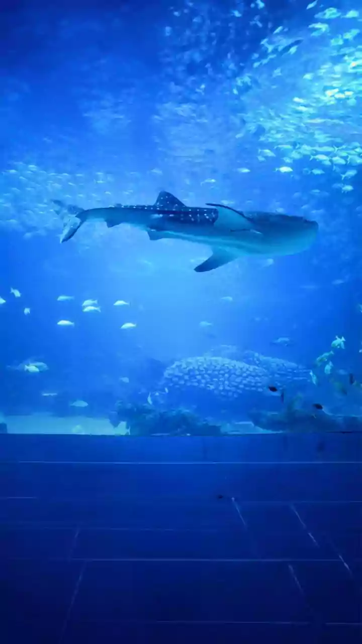 Dive In: 10 Astonishing Hotels Where You Can Sleep Beneath the Waves