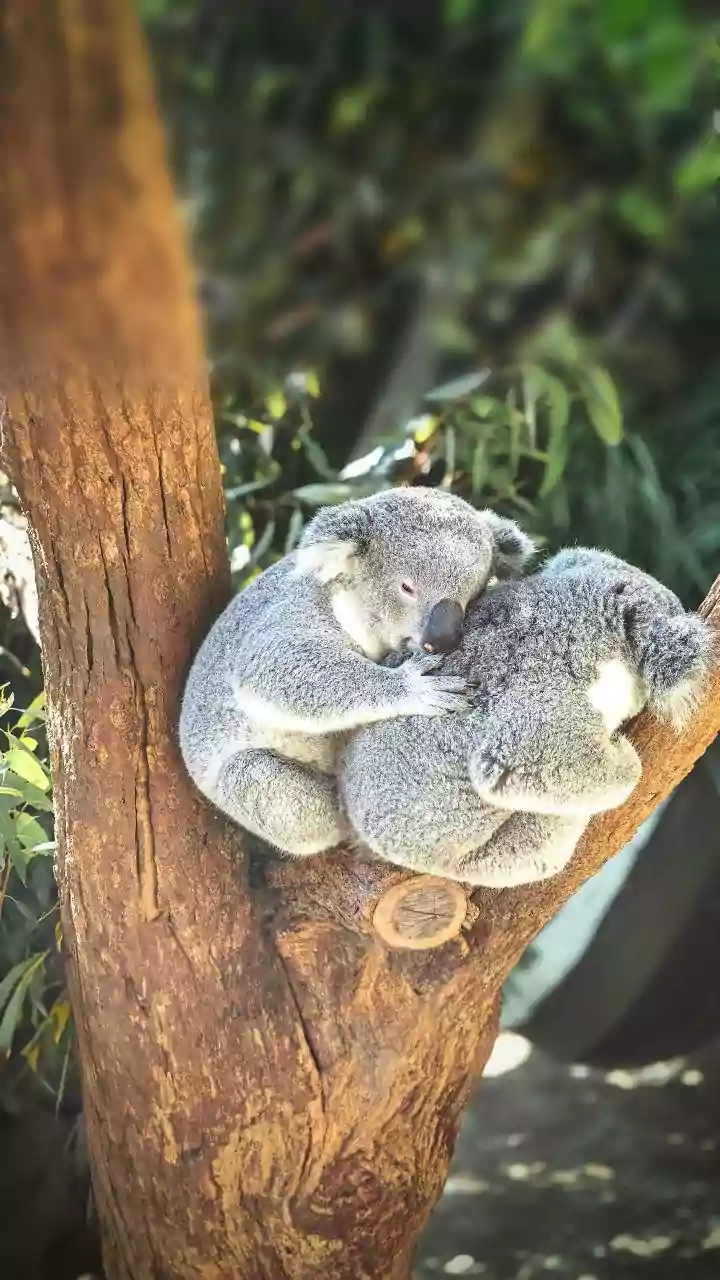 8 Cozy Animal Sleep Sessions: Aww-Inspiring Hugs!