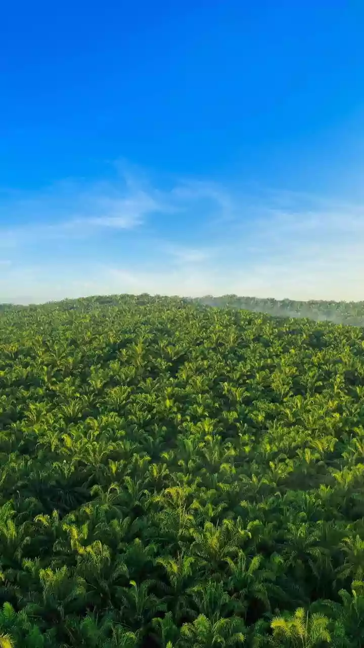 R Madhavan's Palani Transformation: From Barren Land to Thriving Coconut Oasis in 3 Years