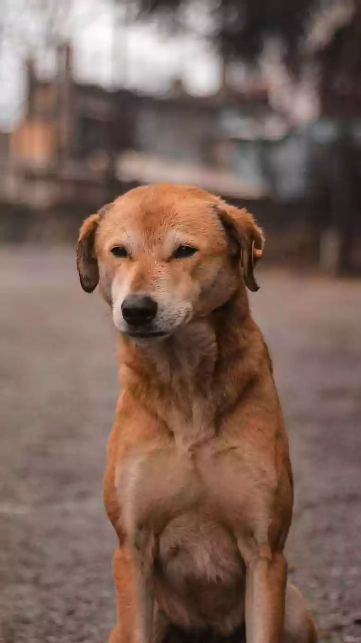 'No Role Given To School Teachers In Matters Related To Stray Dogs': Delhi Education Minister Ashish Sood