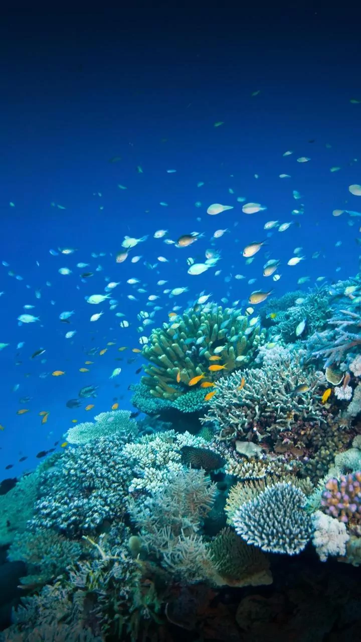 How Ocean Colour Monitoring By ISRO OceanSat Tracks Coastal Fish Movements Today