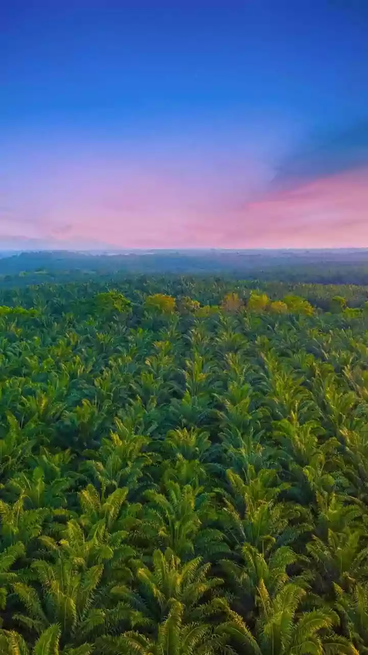 How El Niño Impacts Palm Oil Prices and India's Edible Oil Market