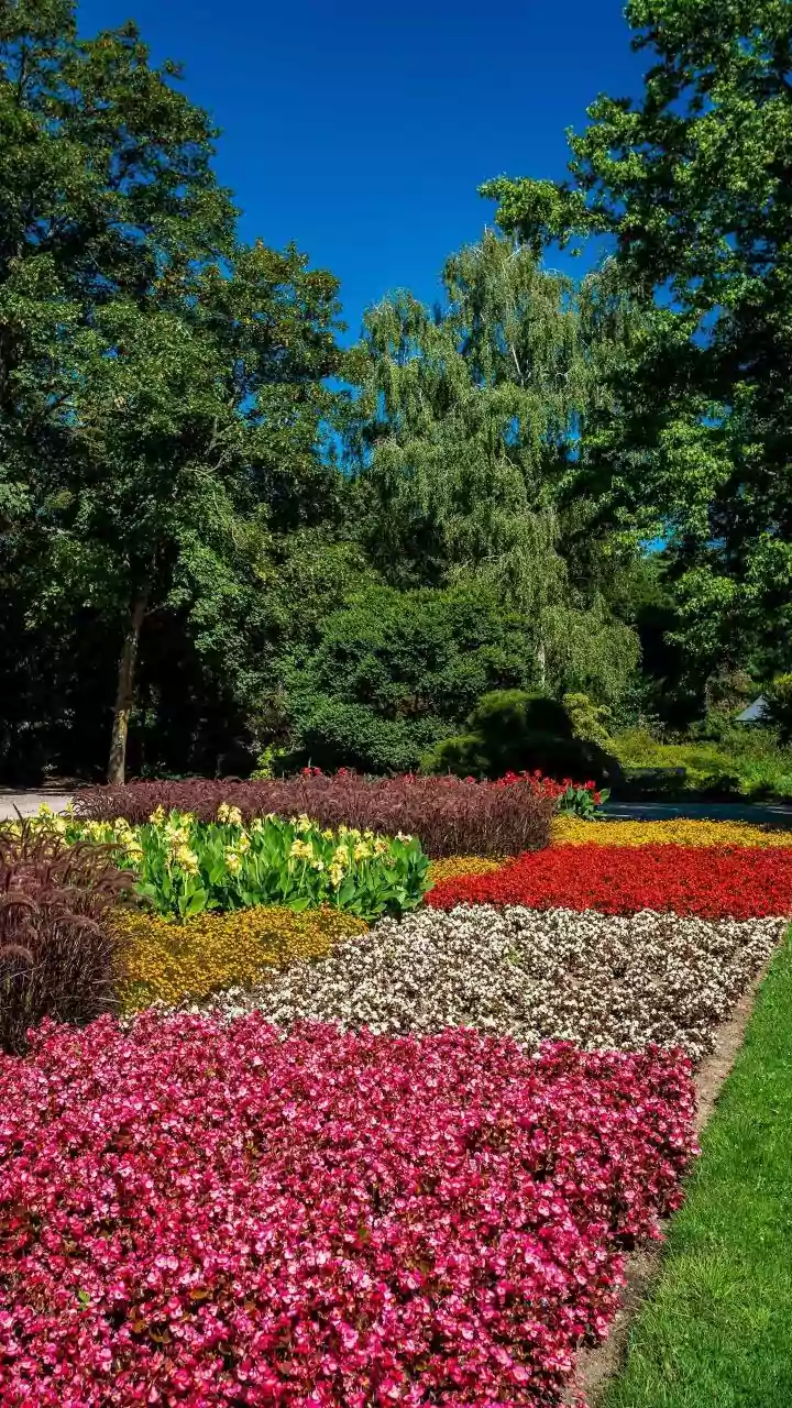 Aligarh's Blooming Beauty: A Floral Spectacle