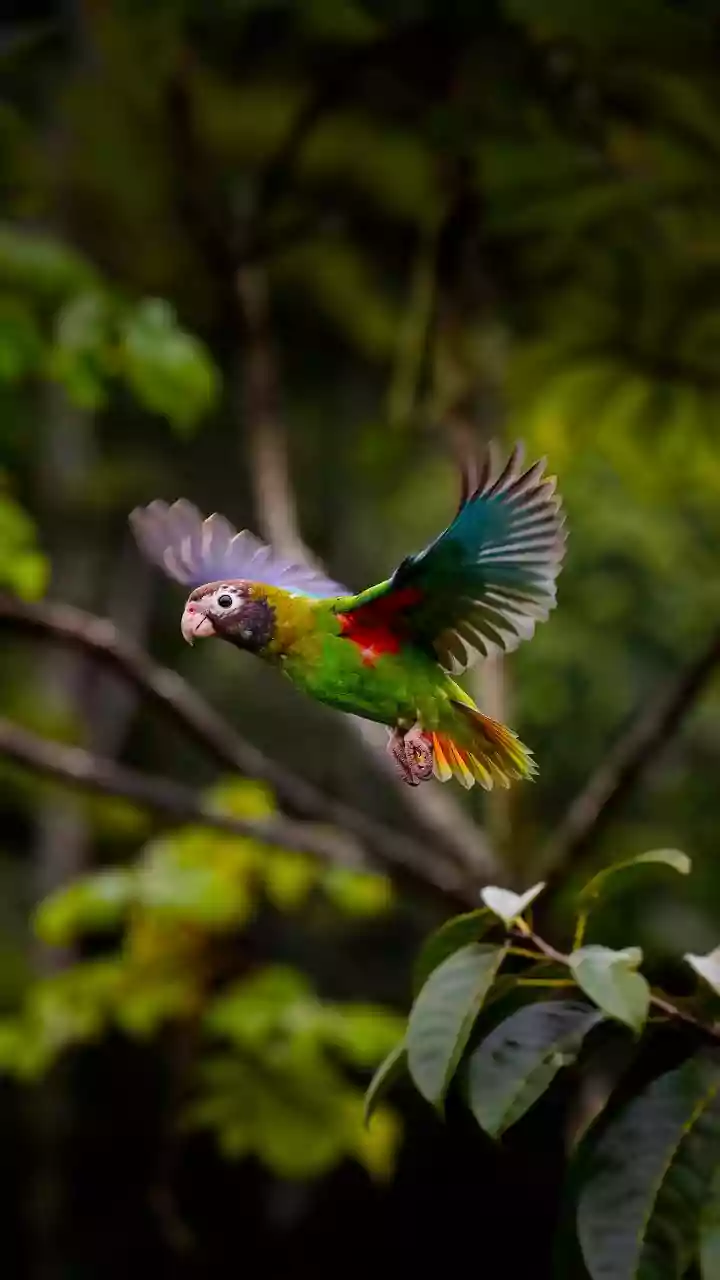 Light drizzle break brings parrots back to terrace swings
