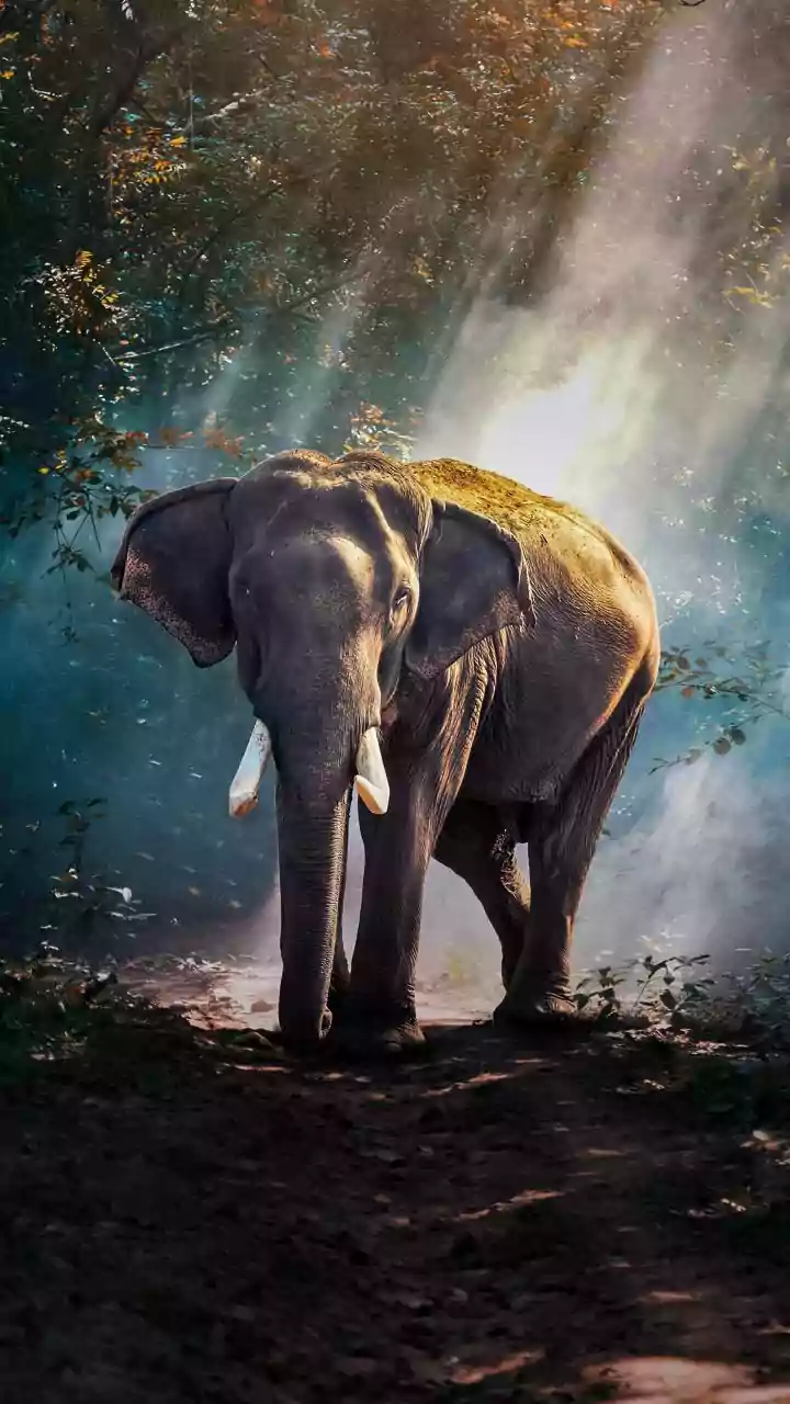 Rainy Days Mean Bigger Wildlife Adventures Across India