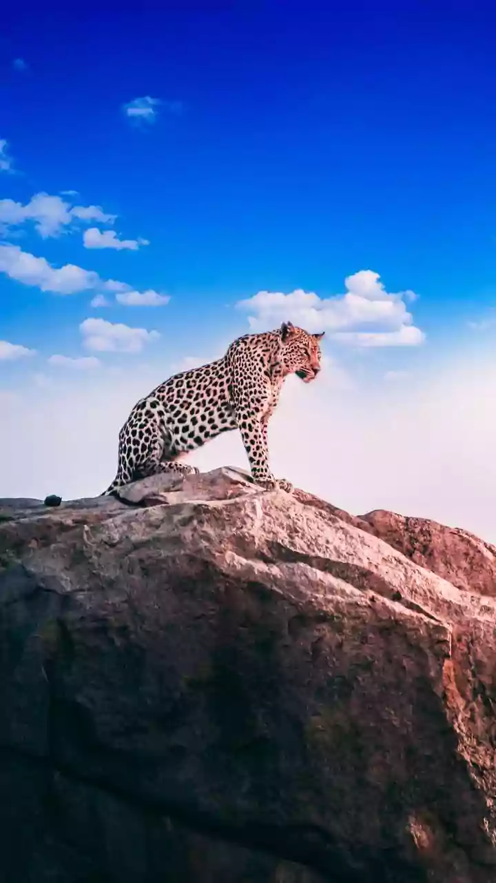 Ladakh Safari Project Centres on Snow Leopards and Mountain Birds