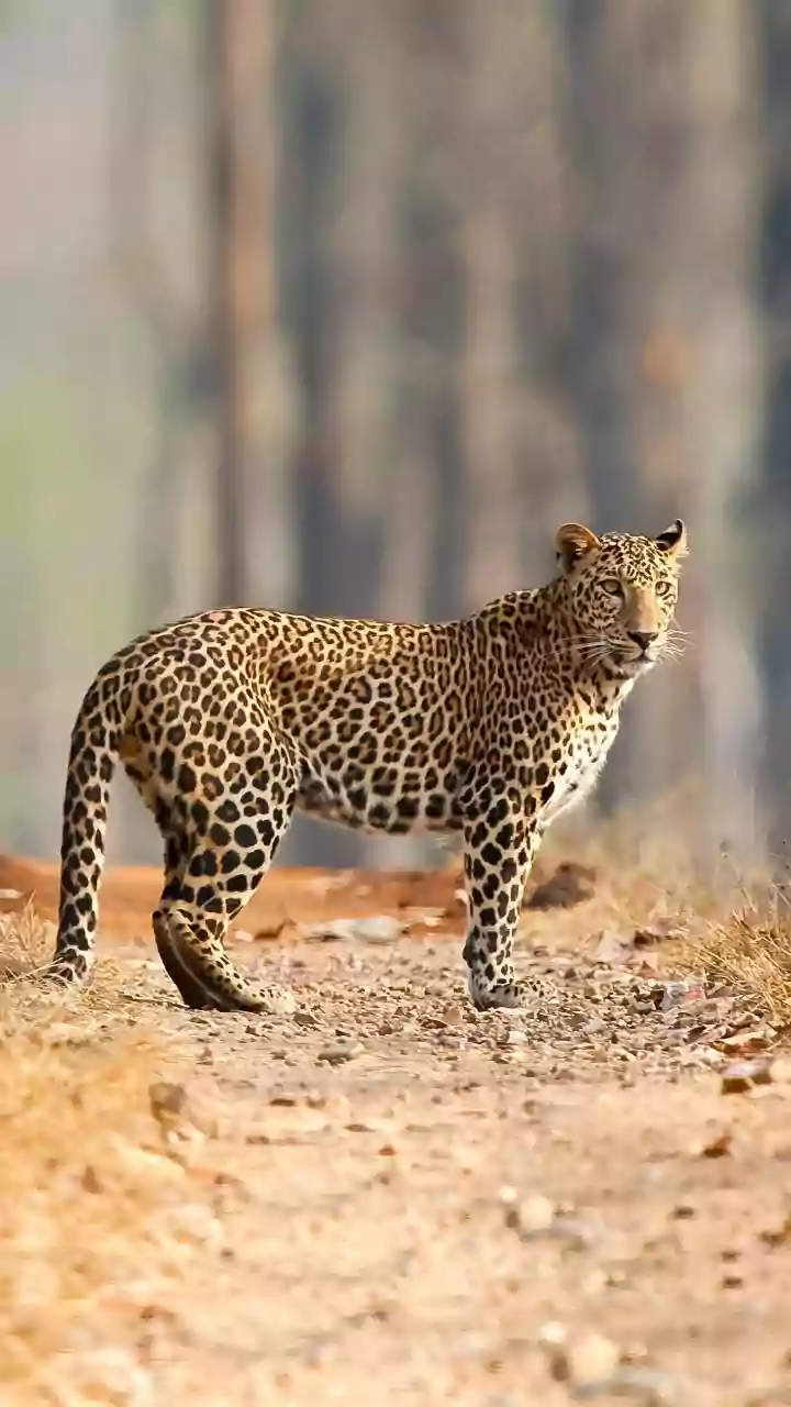 Leopard Kills Girl in Uttarakhand, India