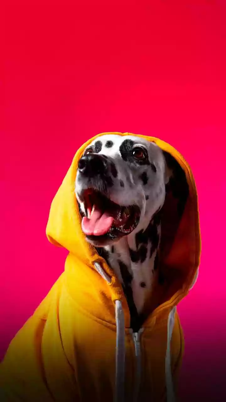 Pet Care Has Become A Lifestyle Statement