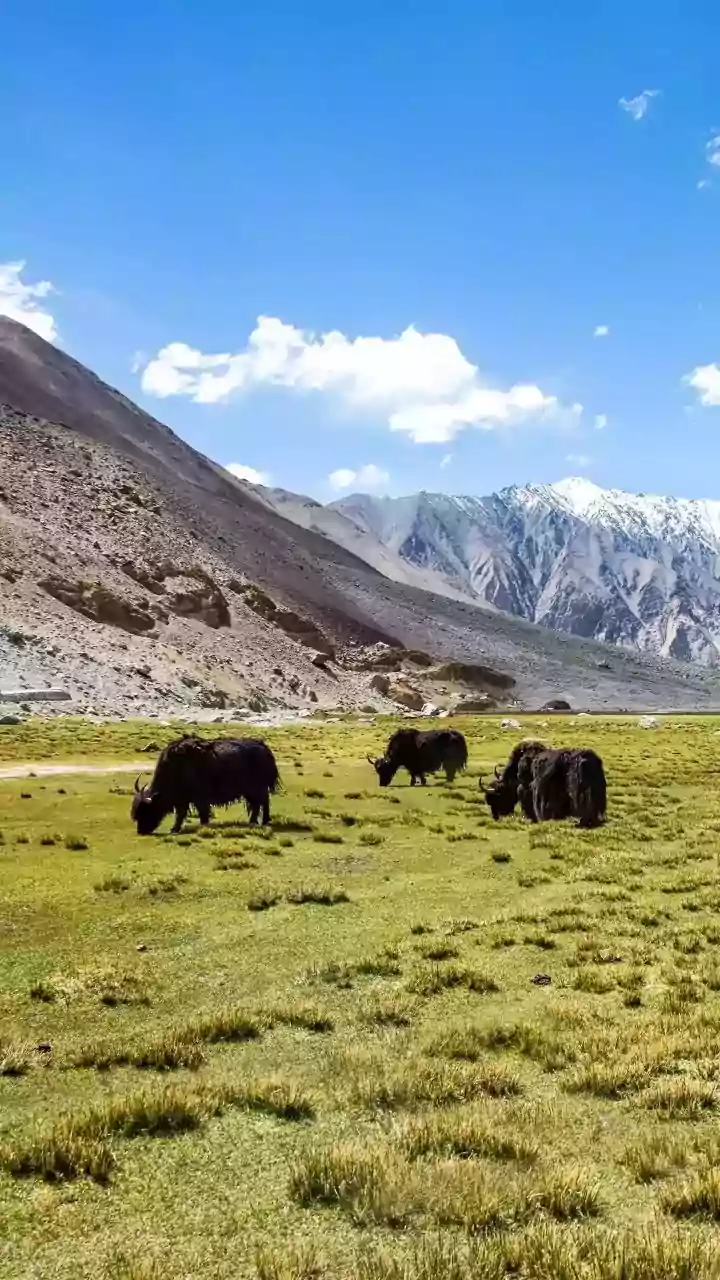 Why Travellers Are Choosing Ladakh This August