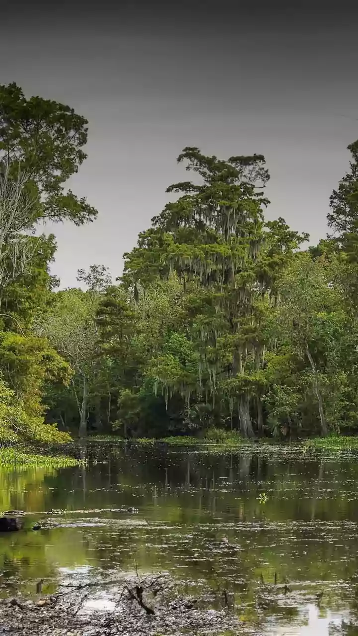 Okefenokee Swamp: Georgia's Wild Heart, A Natural Wonder Poised for World Heritage Status